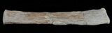 Mosasaur (Platecarpus) Paddle Digit - Kansas #61470-2